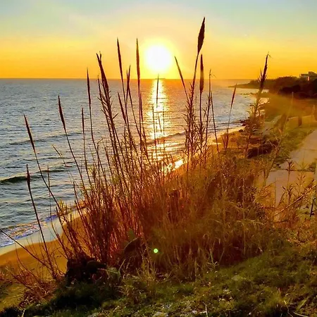 Paradises's Nest *