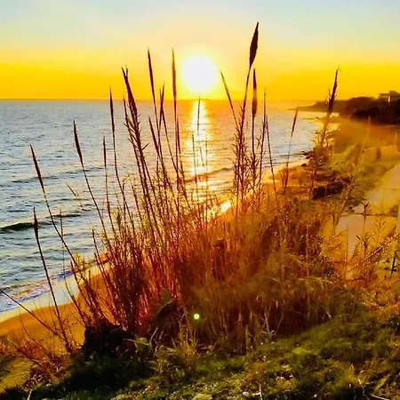 Paradises's Nest
